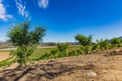 Cultivo en terreno abierto con un sistema de riego por goteo que ayuda a prevenir el estrés hídrico, asegurando una hidratación constante y eficiente de las plantas.