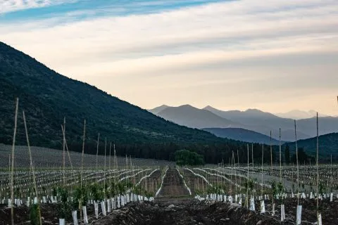 Riego Preciso en Cultivo en Crecimiento para Evitar el Estrés Hídrico y Mejorar el Desarrollo Vegetal