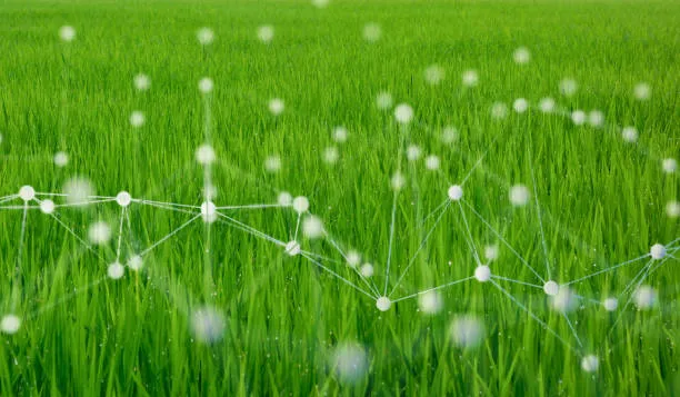 Agricultural field digitally connected with tech overlays, demonstrating how precision agriculture enhances productivity and resource use.