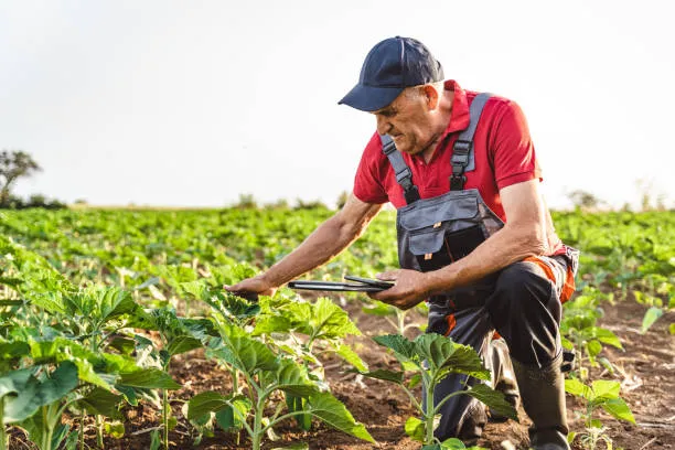 Persona utilizando una tableta para supervisar el campo agrícola, con sensores de humedad que permiten controlar el riego de manera eficiente
