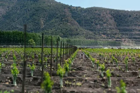 Drip lines and soil sensors arranged in an agricultural field to automate and optimize nutrient delivery through fertigation.