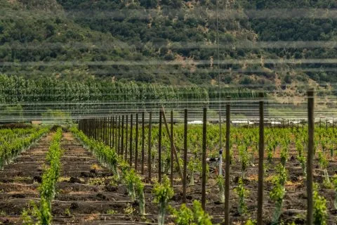 Agricultural Field with Strategically Laid Irrigation Lines for Increased Agricultural Productivity