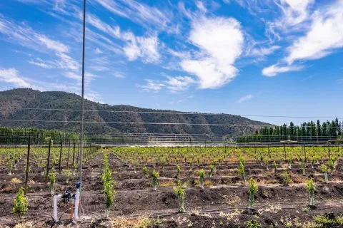 Automated irrigation and sensor-based systems maintaining balanced soil moisture for sustainable agriculture.