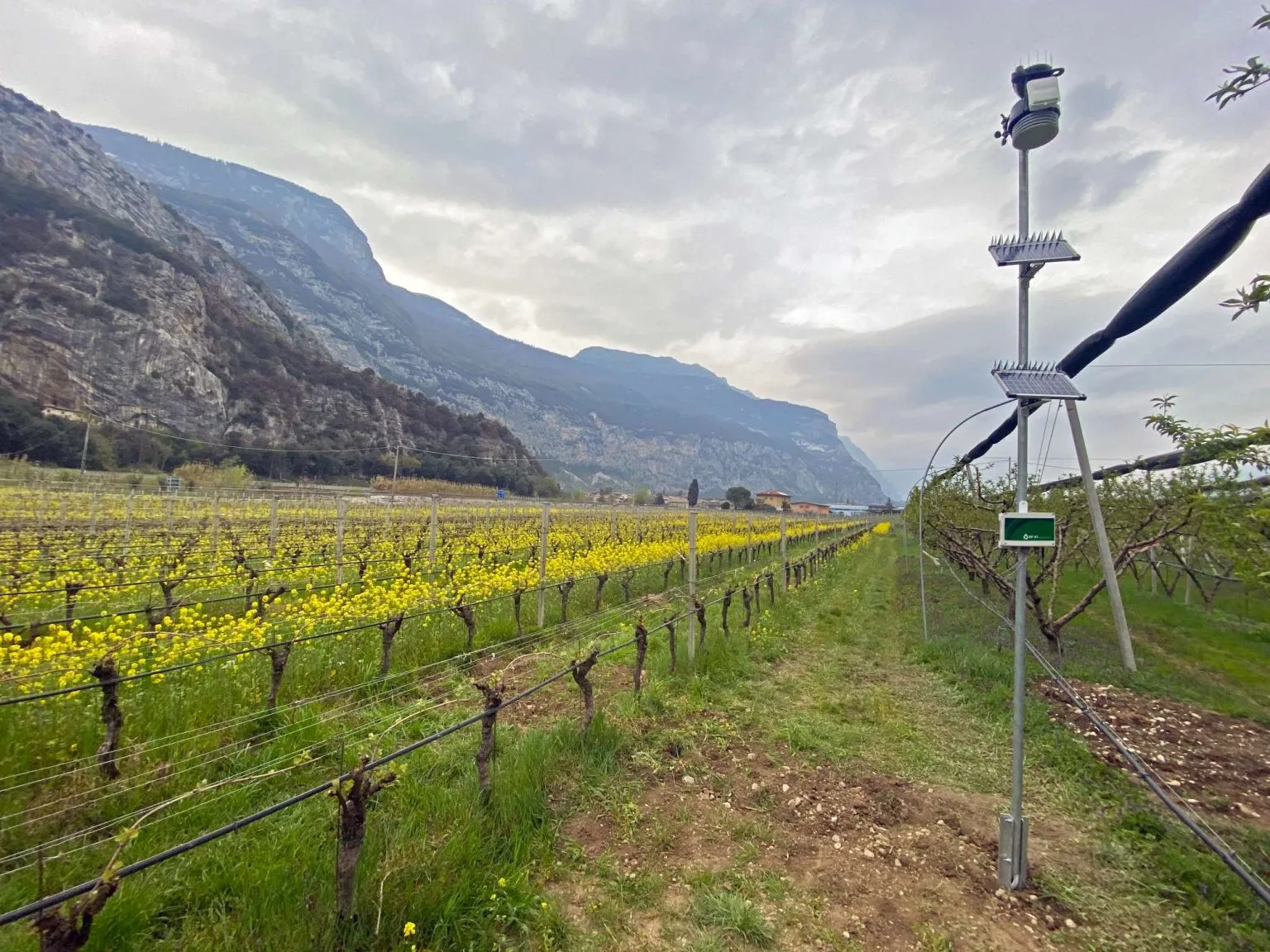 Agricultural field with a connected sprinkler system in operation, ensuring optimal coverage through a reliable Sprinkler System.