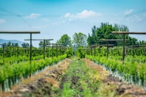 Campo agrícola equipado con sensores y un Temporizador de riego, optimizando el uso del agua y mejorando la salud de los cultivos.