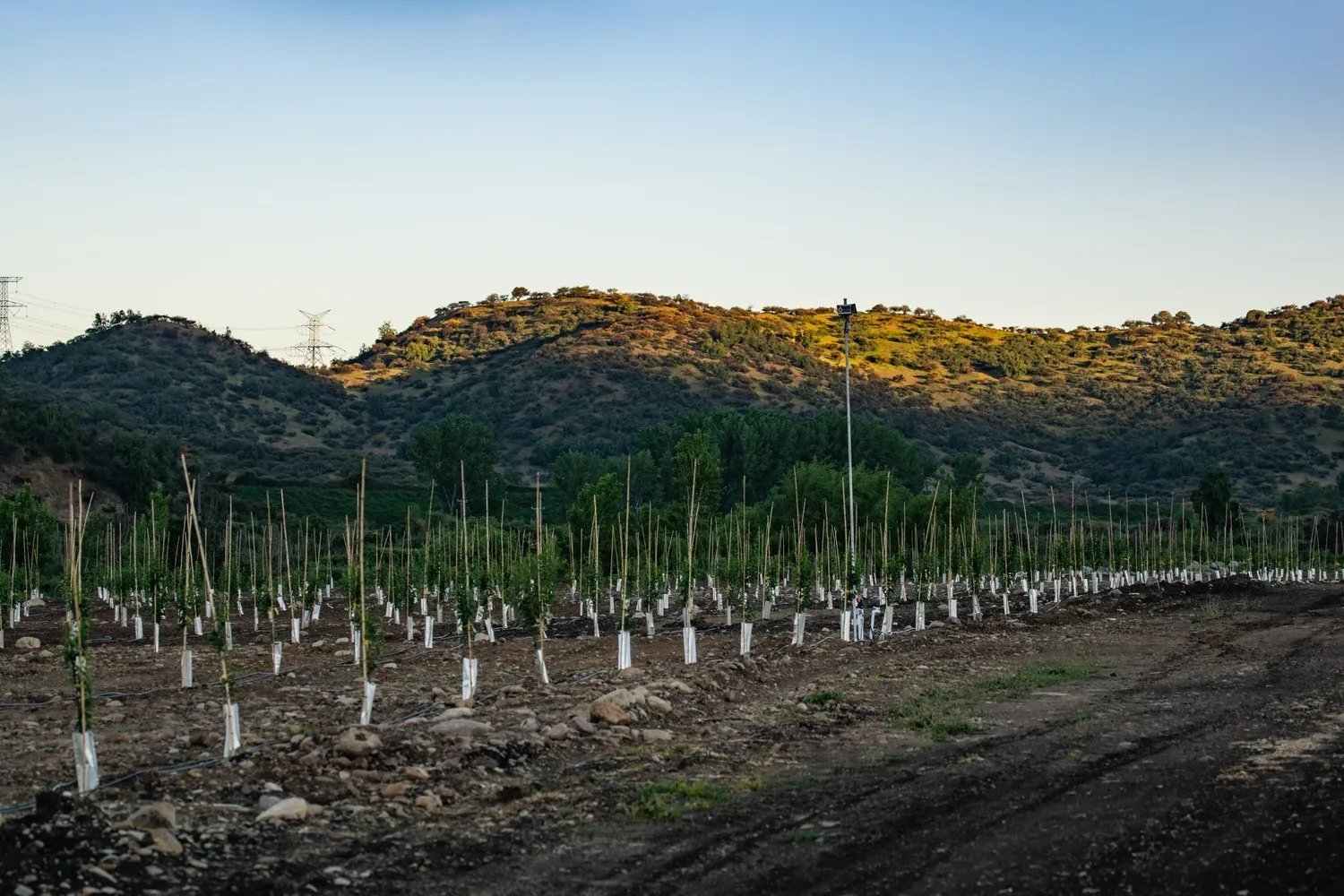 Agricultural field with distributed sensors enabling efficient and precise automated irrigation
