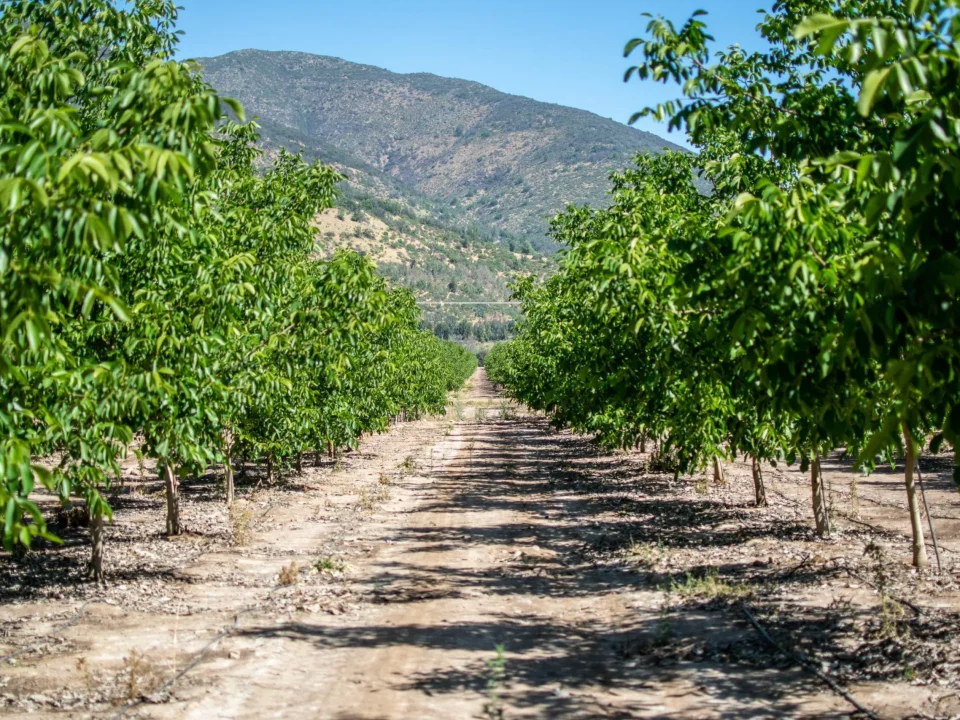 Crop field under remote monitoring with DROP CONTROL tools, enhancing sustainability through smart agtech solutions