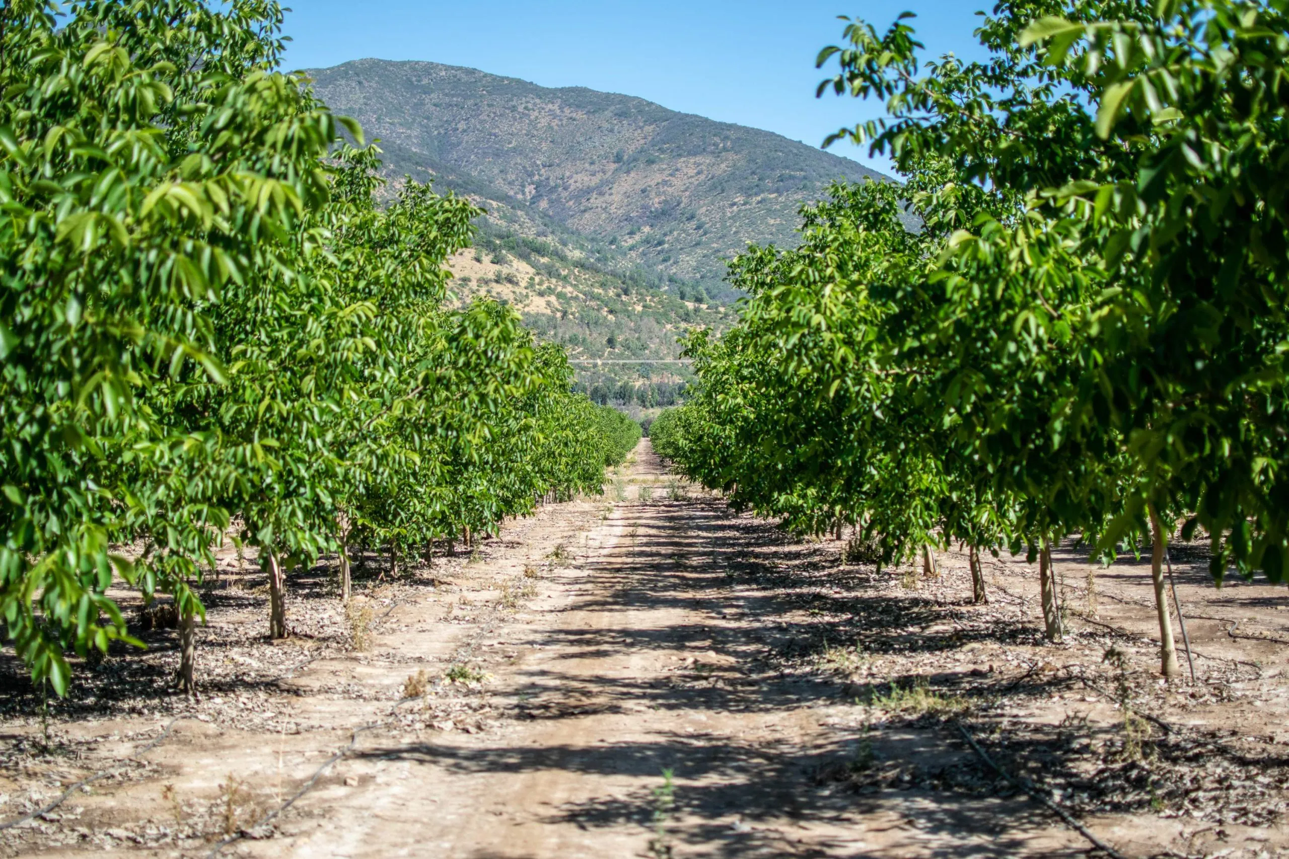 Crop field under remote monitoring with DROP CONTROL tools, enhancing sustainability through smart agtech solutions
