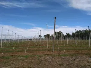 Field equipped with smart sensors demonstrating how to automate farm irrigation through modern technology