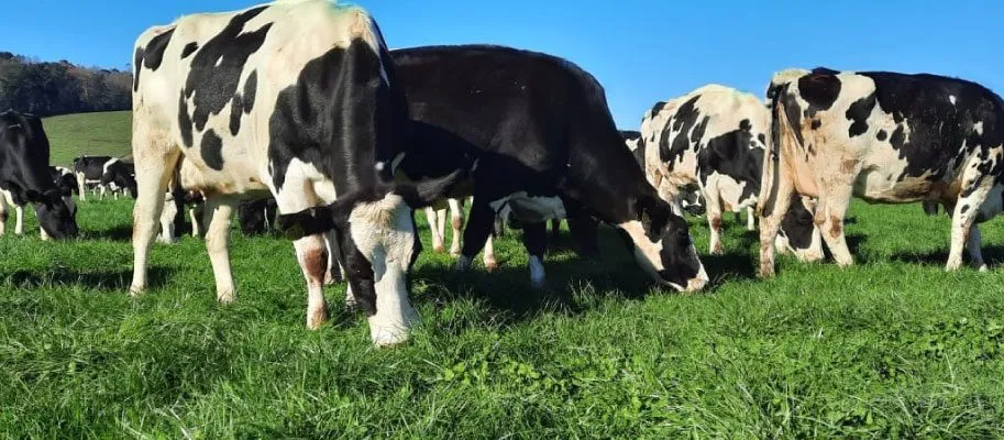 Cows grazing in a green field with the best smart irrigation system for farms ensuring healthy pasture