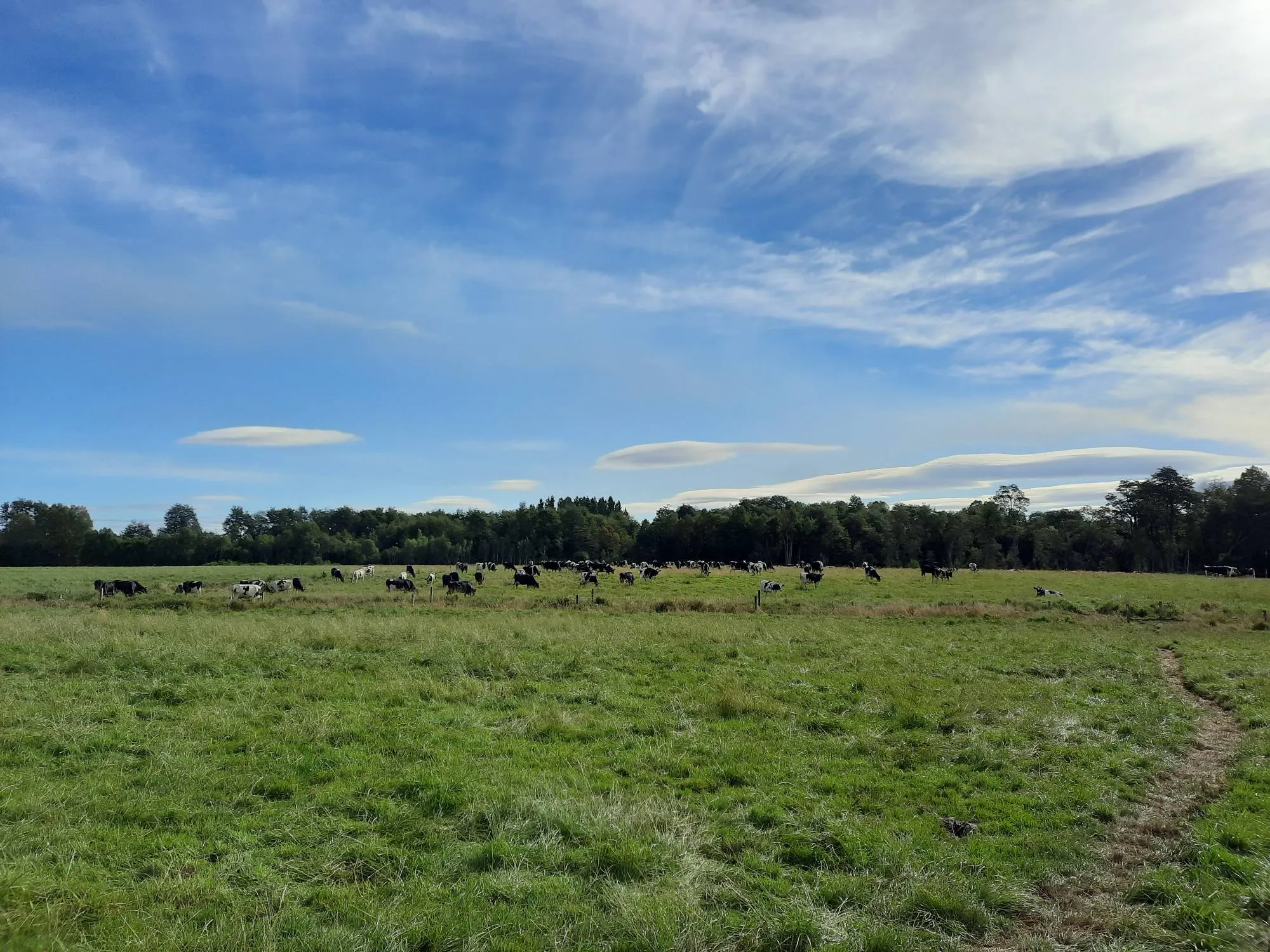 Close-up of cows feeding in a well-irrigated pasture using the best smart irrigation system for farms