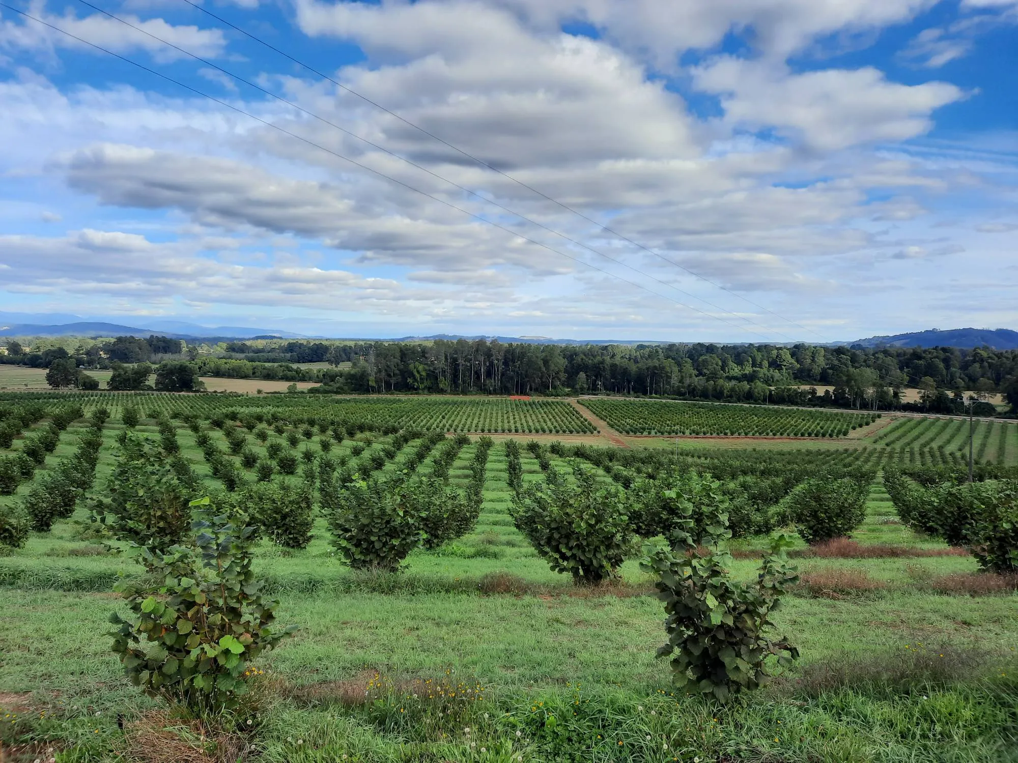 Expansive crop field benefiting from efficient watering through the best smart irrigation system for farms
