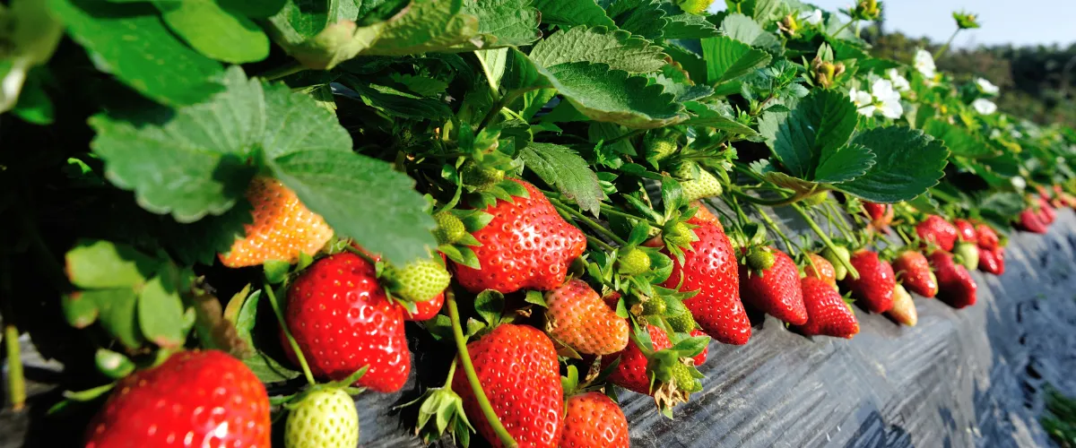 Strawberry Irrigation Systems