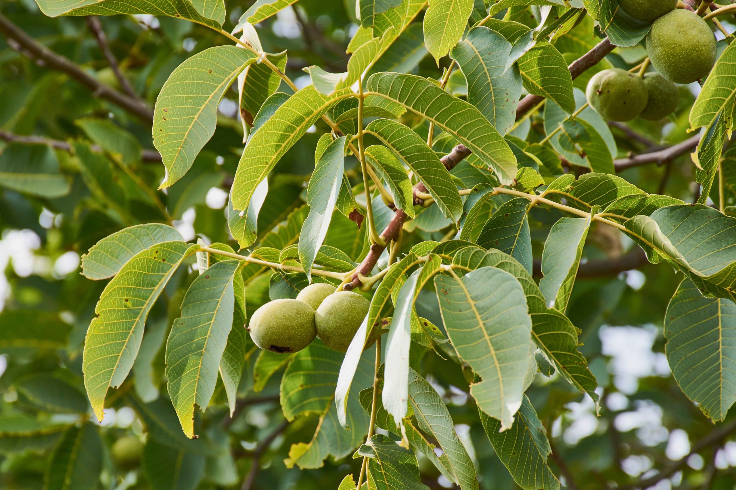Walnut orchard irrigation system