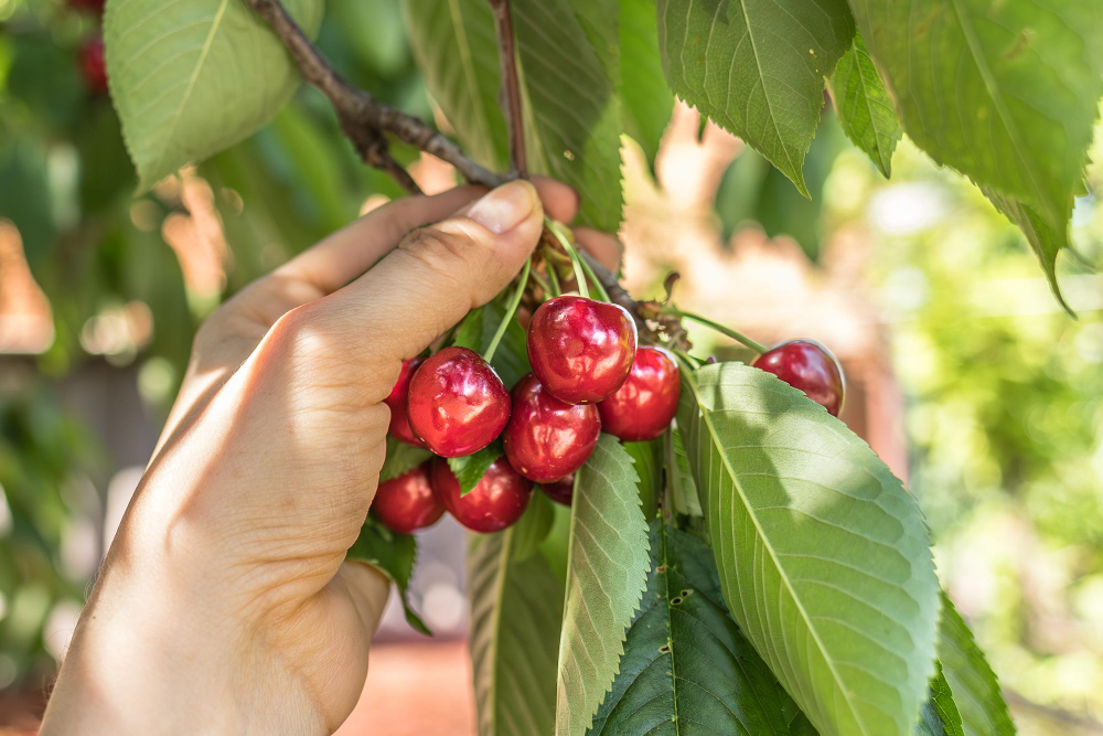 Cherry orchard irrigation system