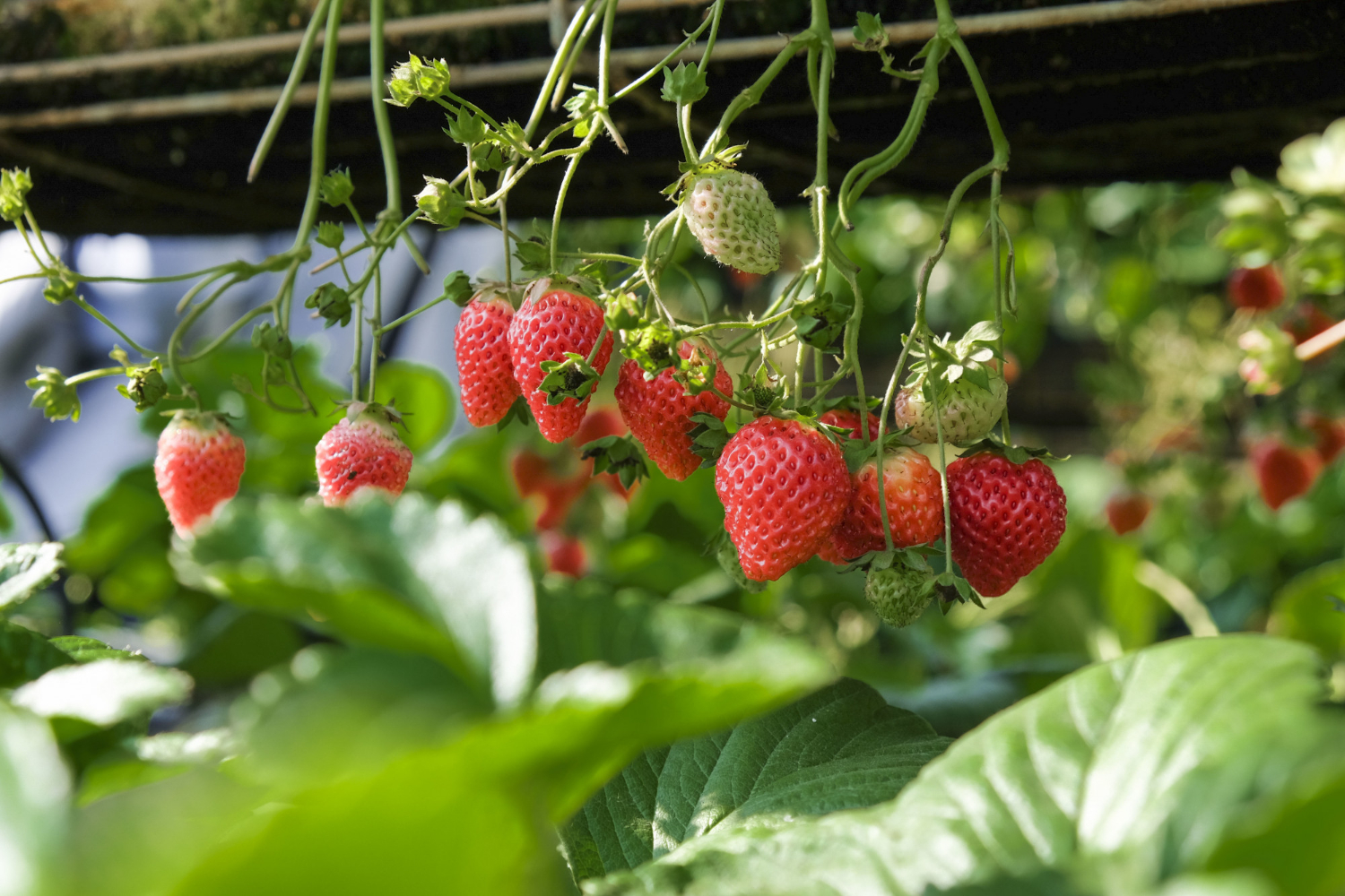 Strawberry Irrigation System
